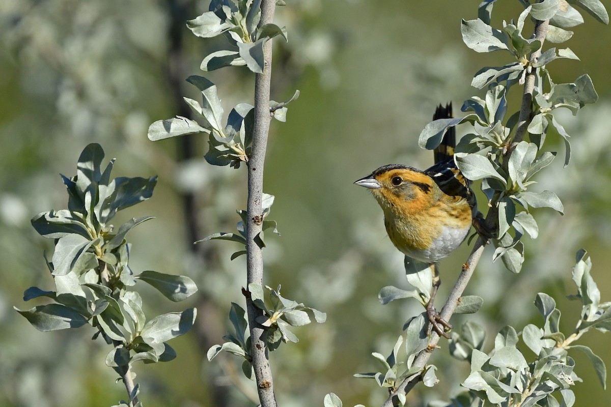 Nelson's Sparrow (Interior) - ML401735041