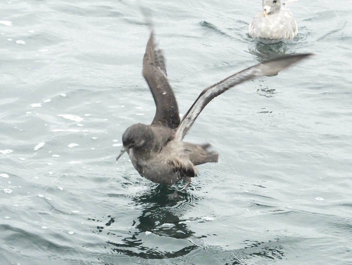 Sooty Shearwater - Jeff Stephenson