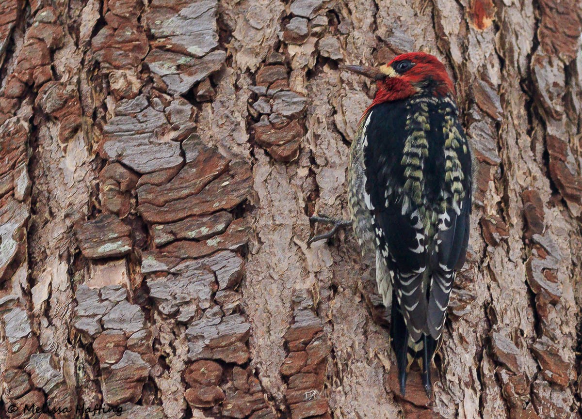 Red-breasted Sapsucker - ML401736121