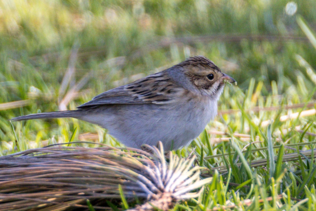 Clay-colored Sparrow - ML401737681