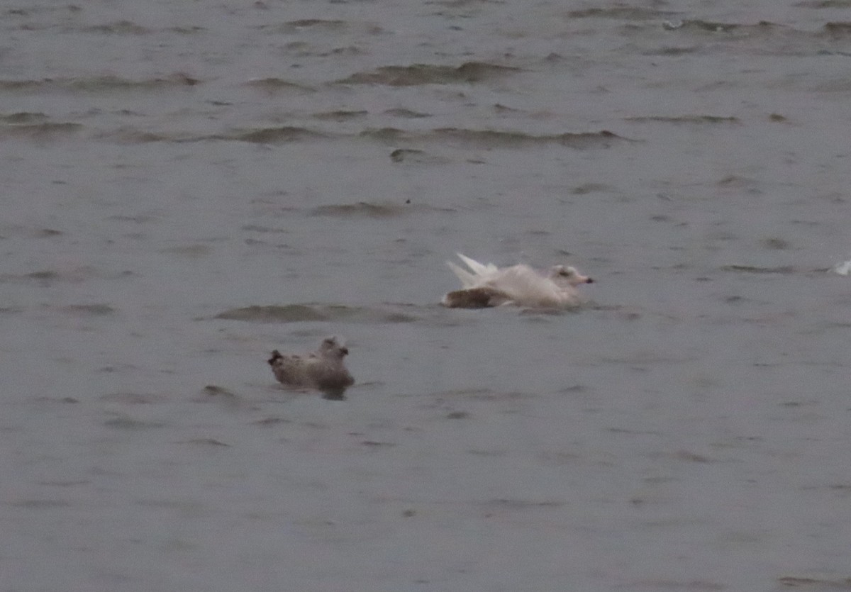 Glaucous Gull - Debbie van Zyl