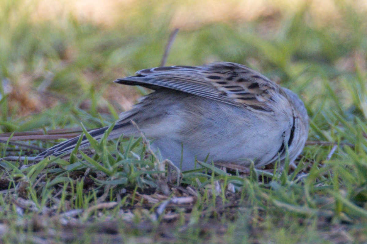 Clay-colored Sparrow - ML401737831