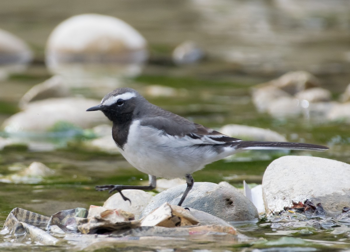 White-browed Wagtail - ML401739551