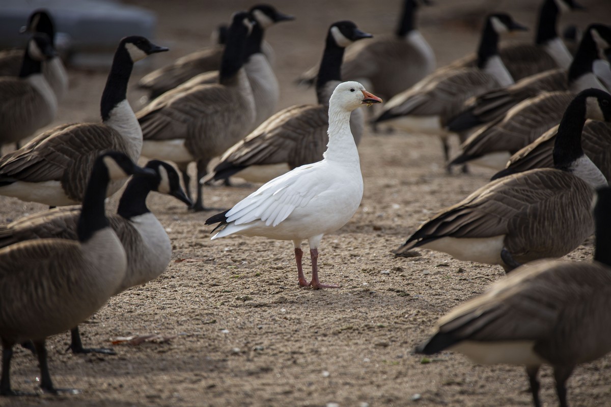 Snow Goose - ML401739761