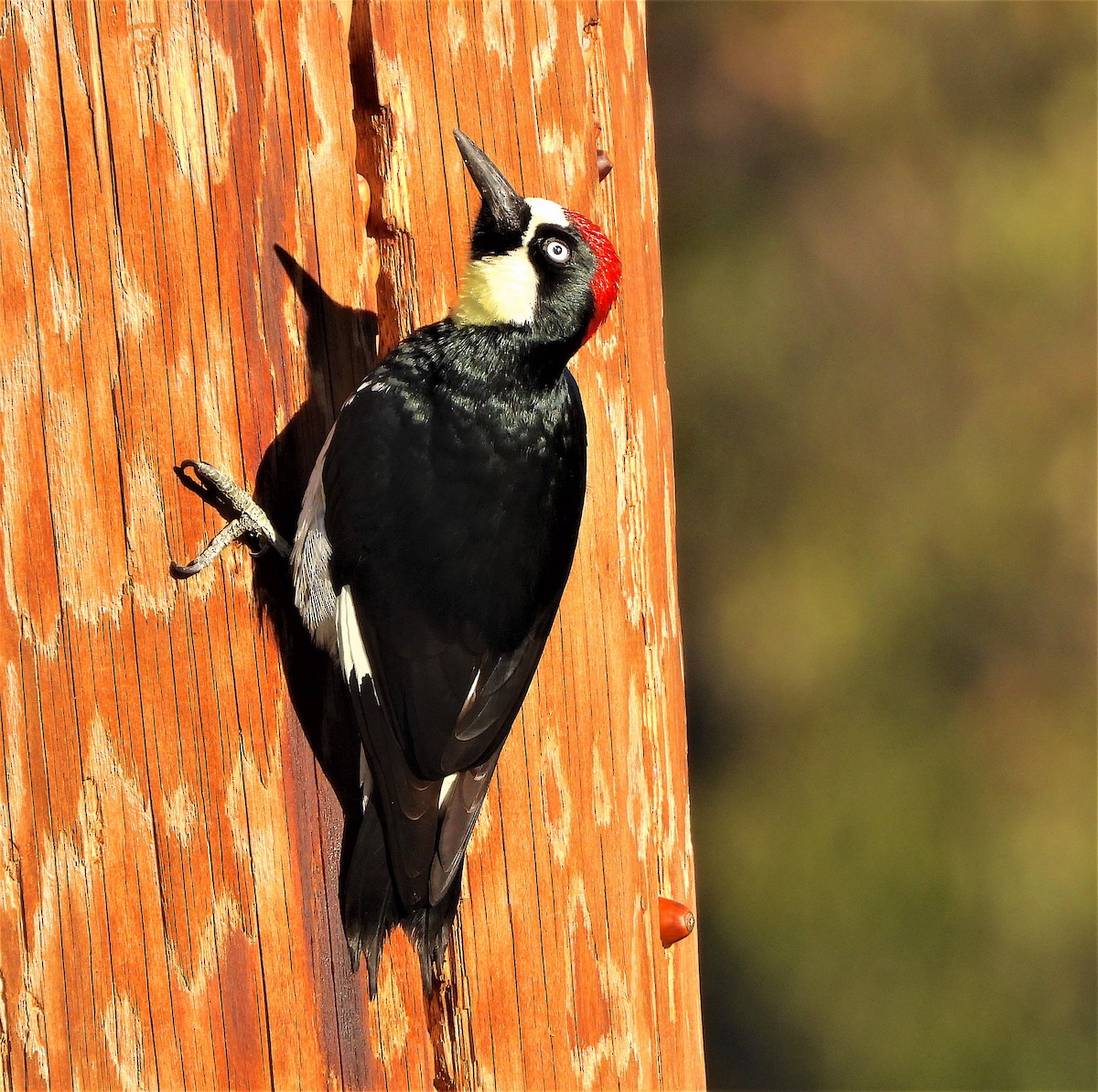 Acorn Woodpecker - ML401740801