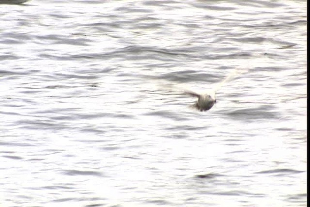 Glaucous Gull - ML401741