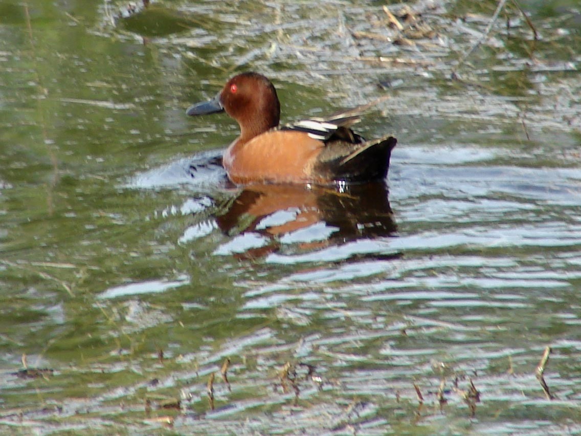 Cinnamon Teal - ML40174371