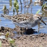 White-rumped Sandpiper - ML401744181
