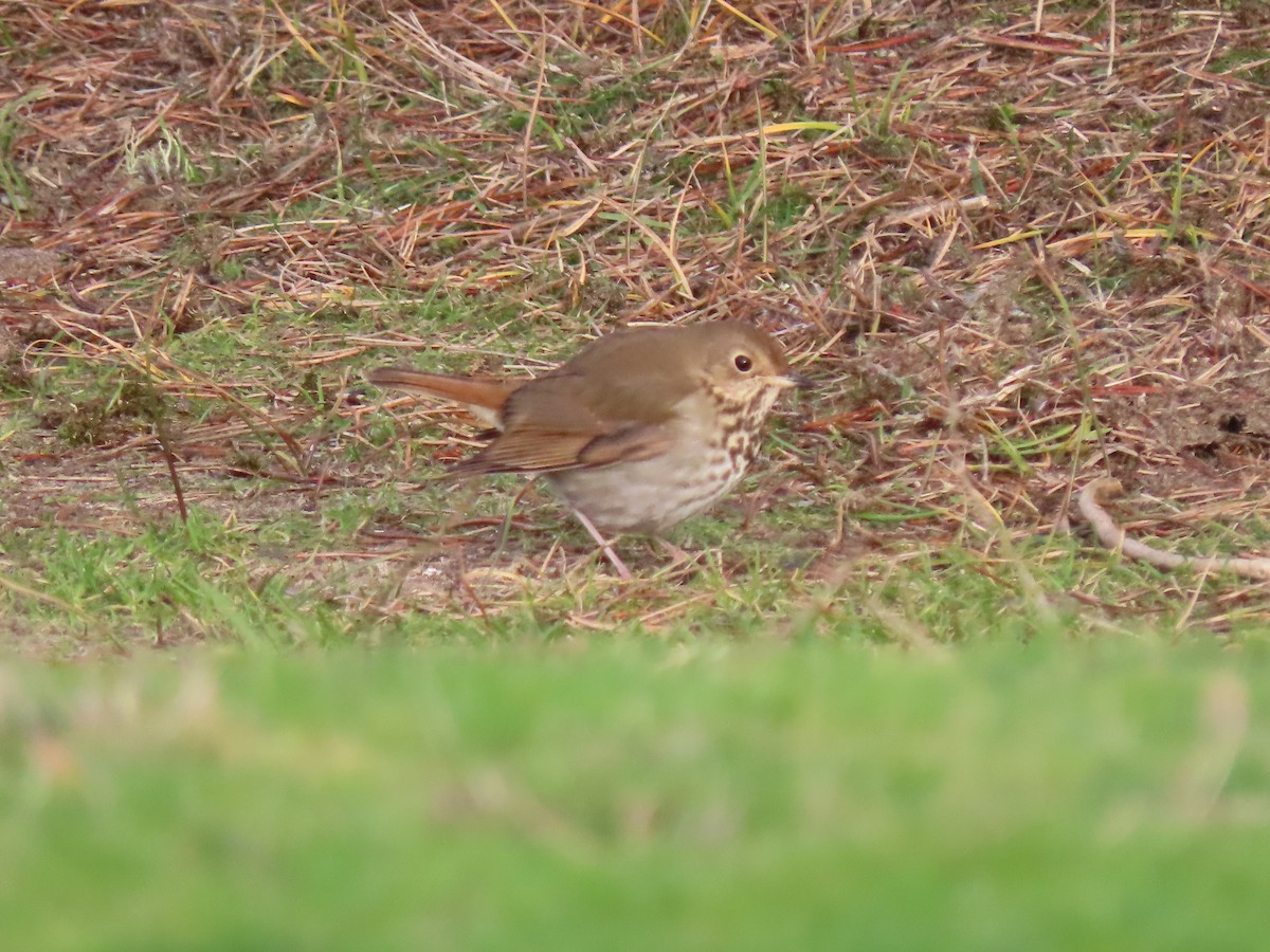 Hermit Thrush - ML401746021