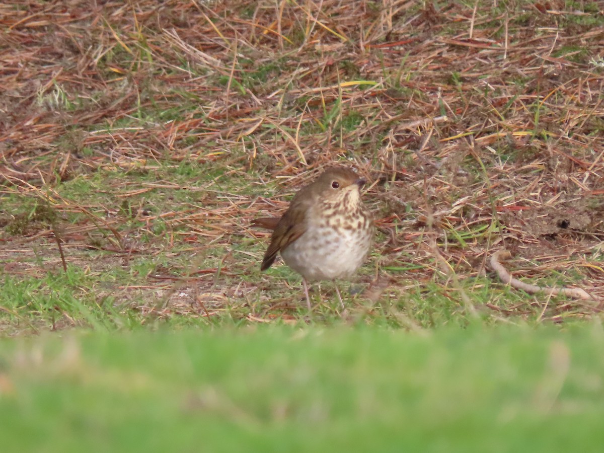 Hermit Thrush - ML401746301