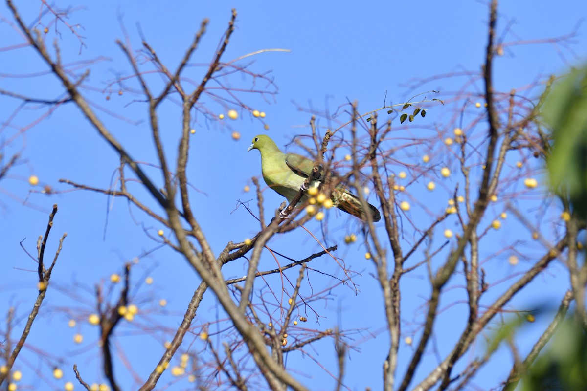White-bellied Green-Pigeon - Shih-Hao Wang