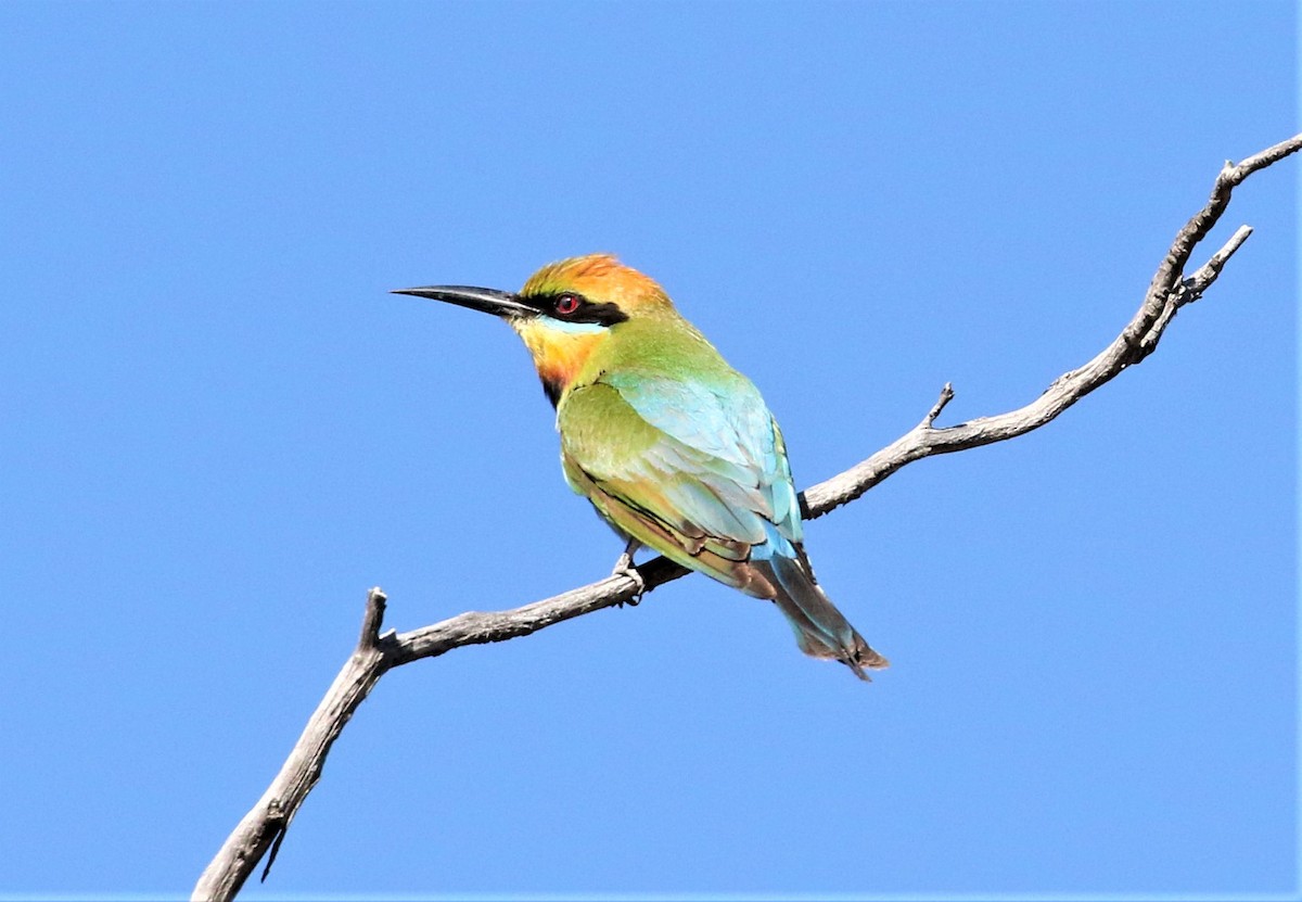 Rainbow Bee-eater - ML401746601