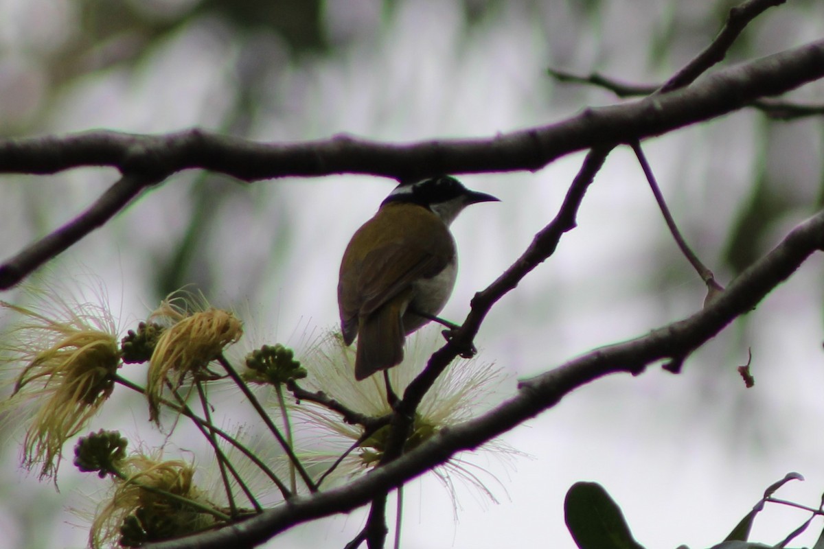 White-throated Honeyeater - ML401746801