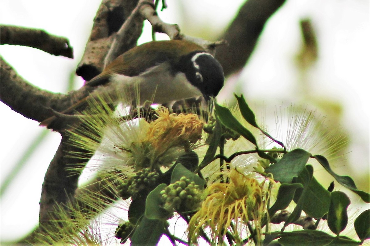 White-throated Honeyeater - ML401746831