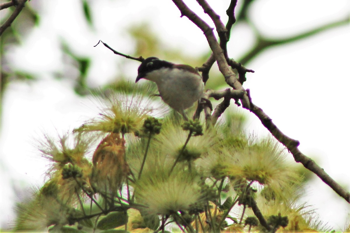 White-throated Honeyeater - ML401746841