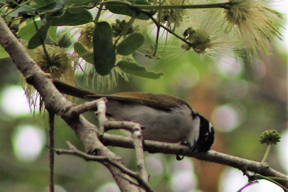 White-throated Honeyeater - ML401746891