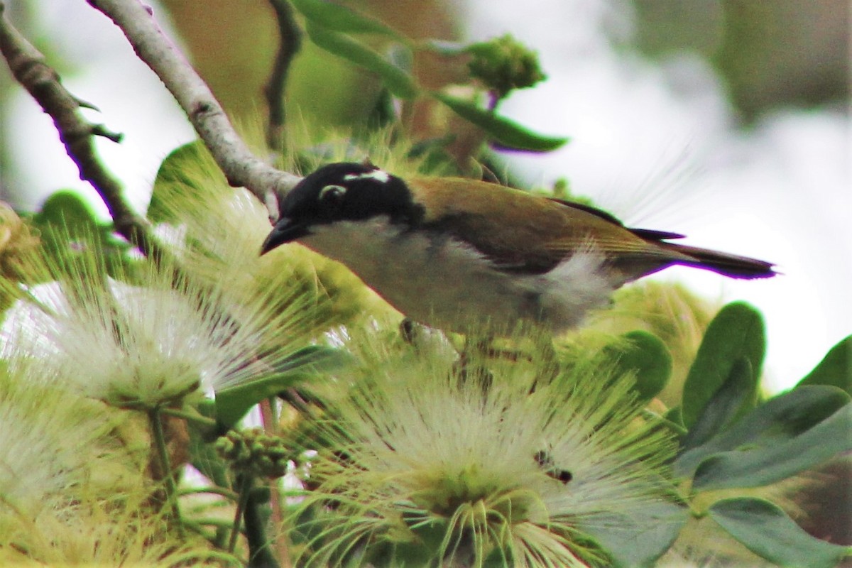 White-throated Honeyeater - ML401746901