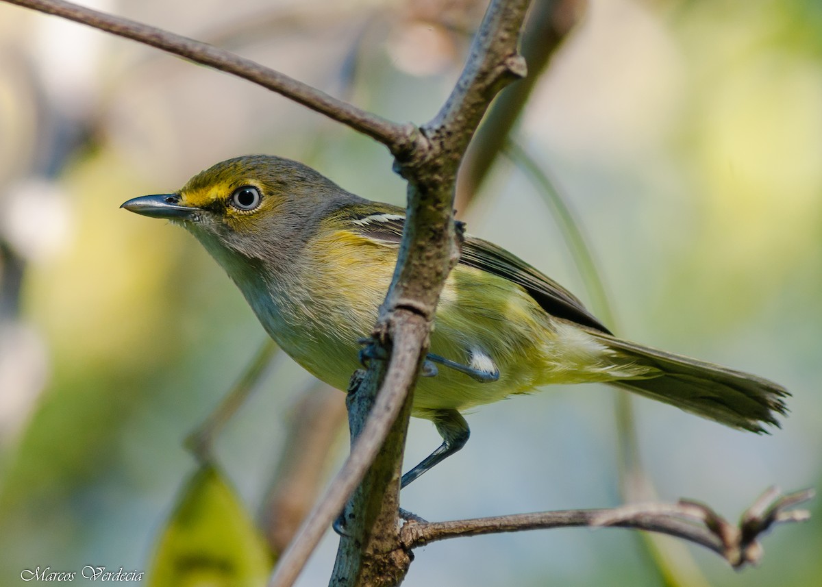 White-eyed Vireo - Marcos Verdecia Días