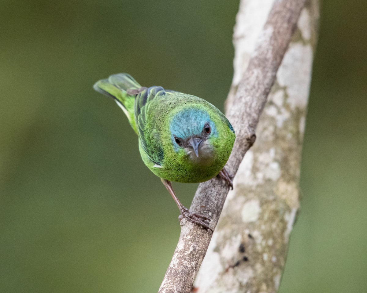 Blue Dacnis - ML40174731