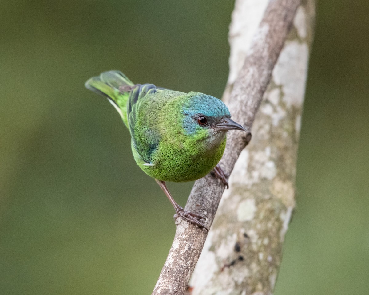 Blue Dacnis - ML40174741