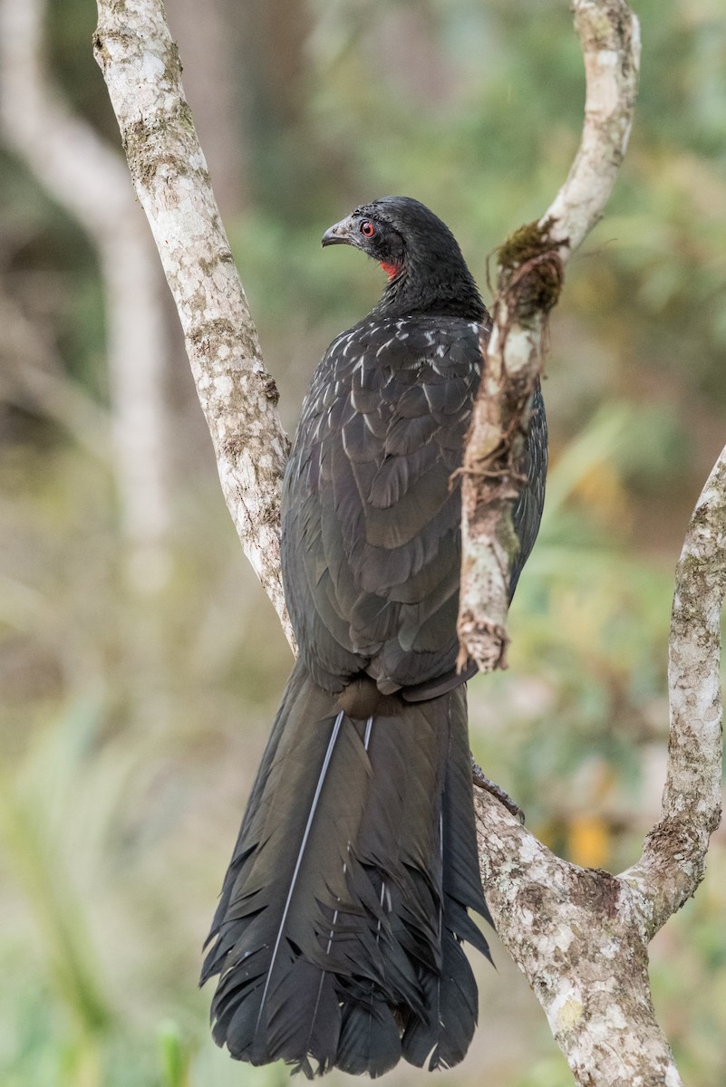 Dusky-legged Guan - ML40174781