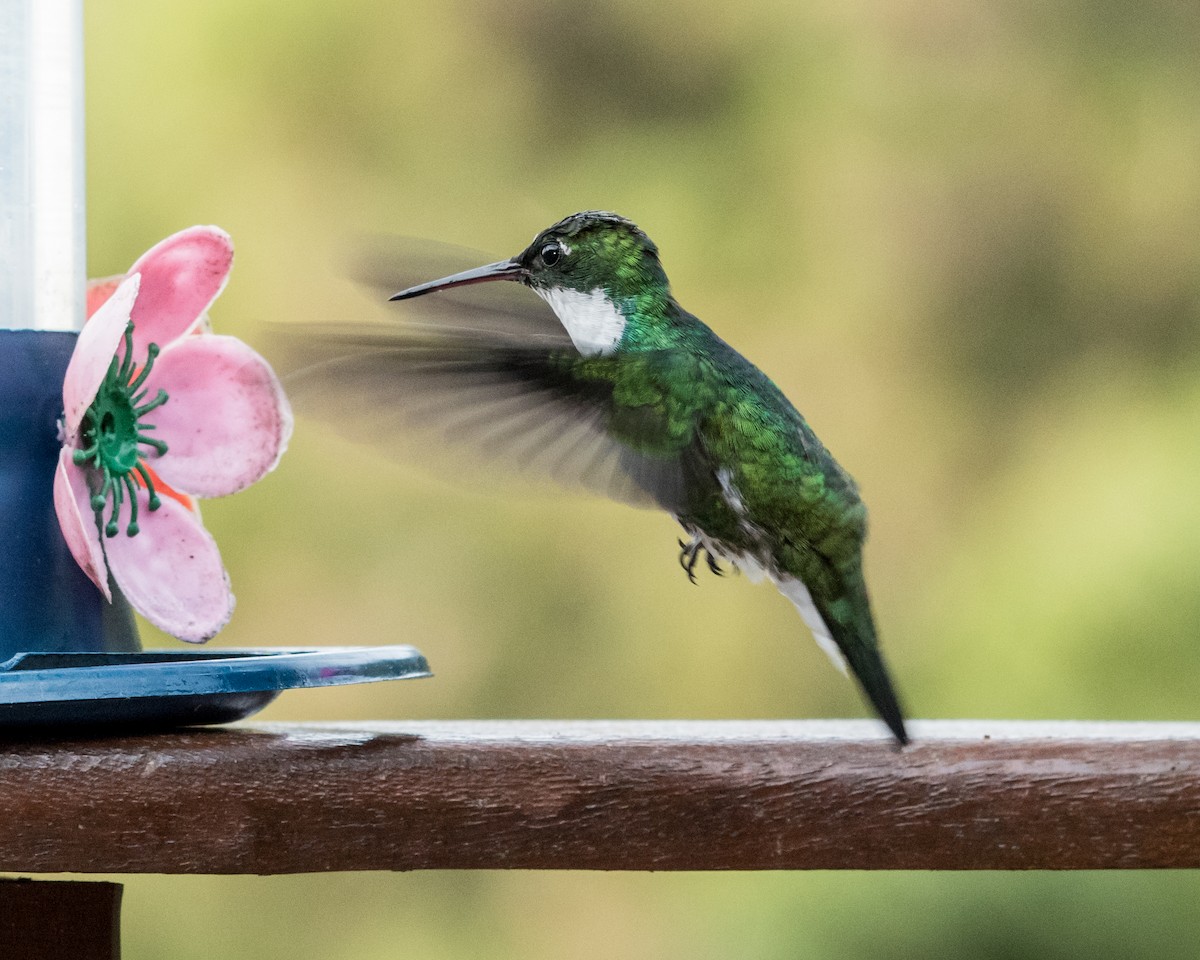 kolibřík límcový - ML40174841