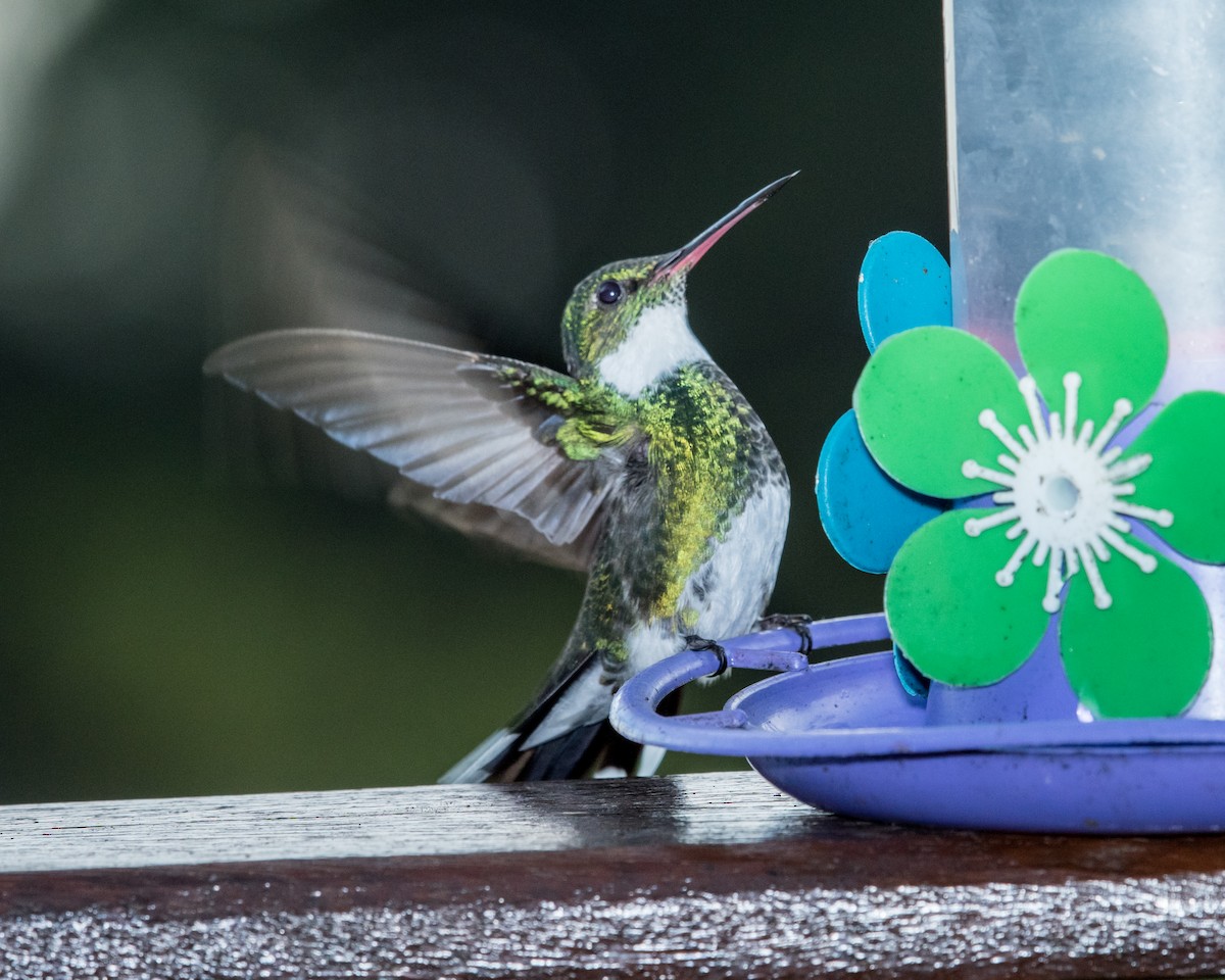 White-throated Hummingbird - ML40174871