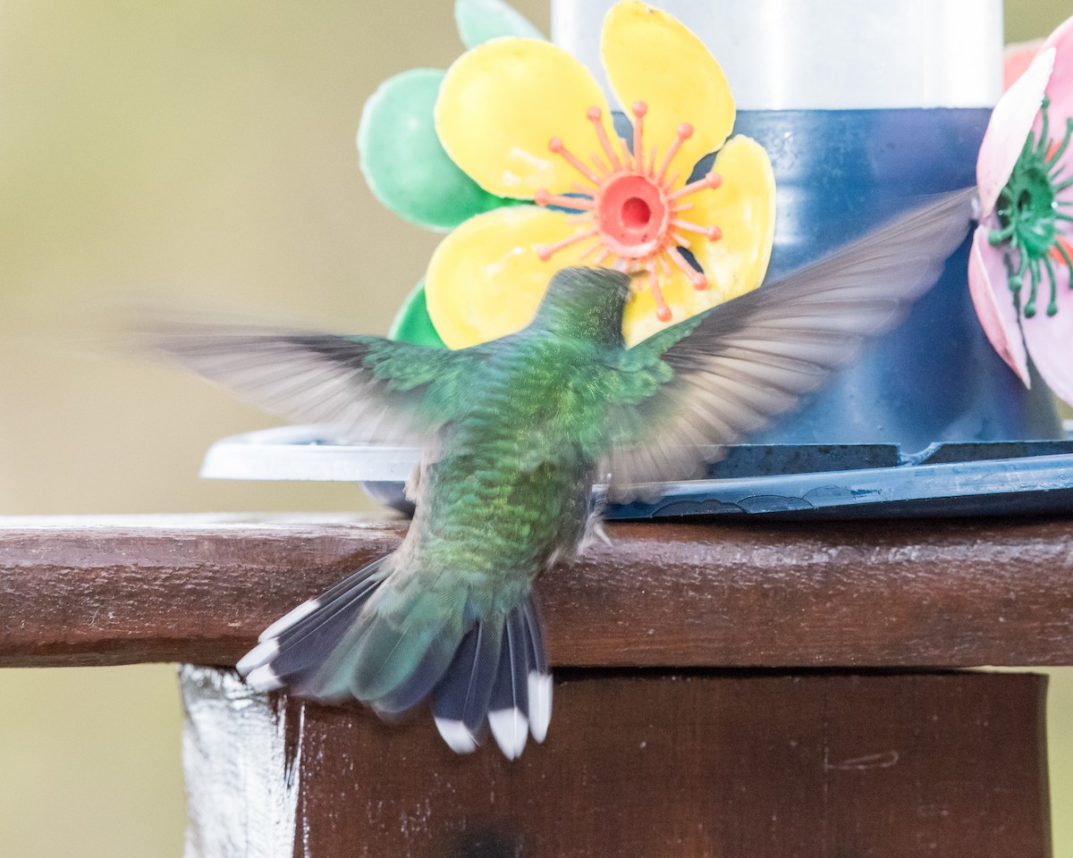 Colibri à gorge blanche - ML40174881