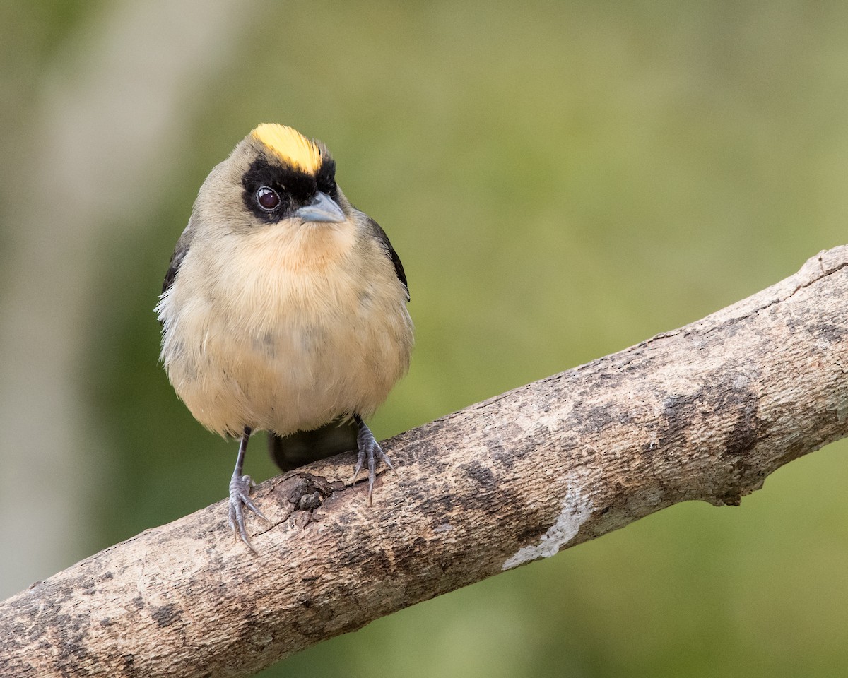 Black-goggled Tanager - ML40175061