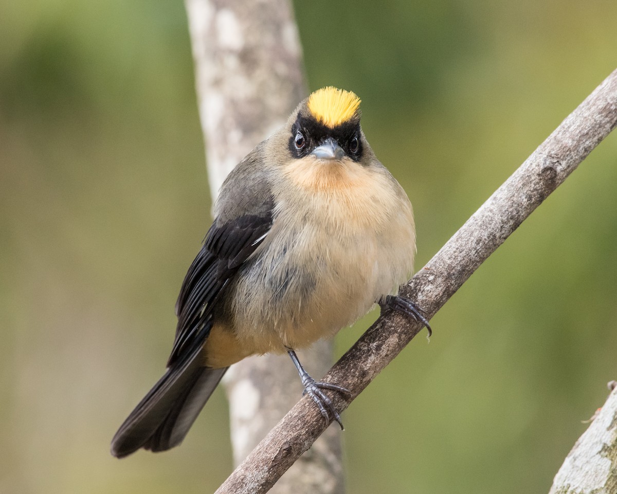 Black-goggled Tanager - ML40175071