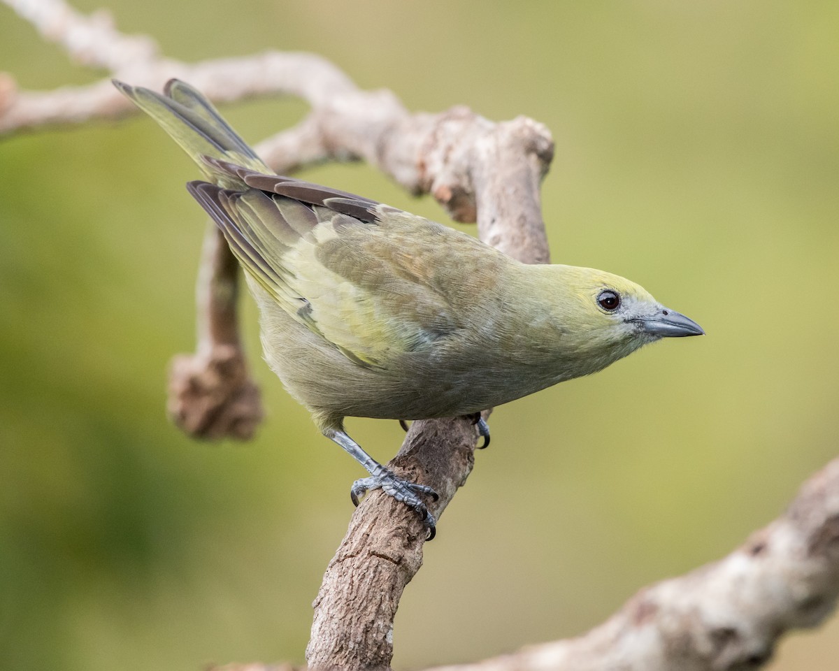 Palm Tanager - ML40175131