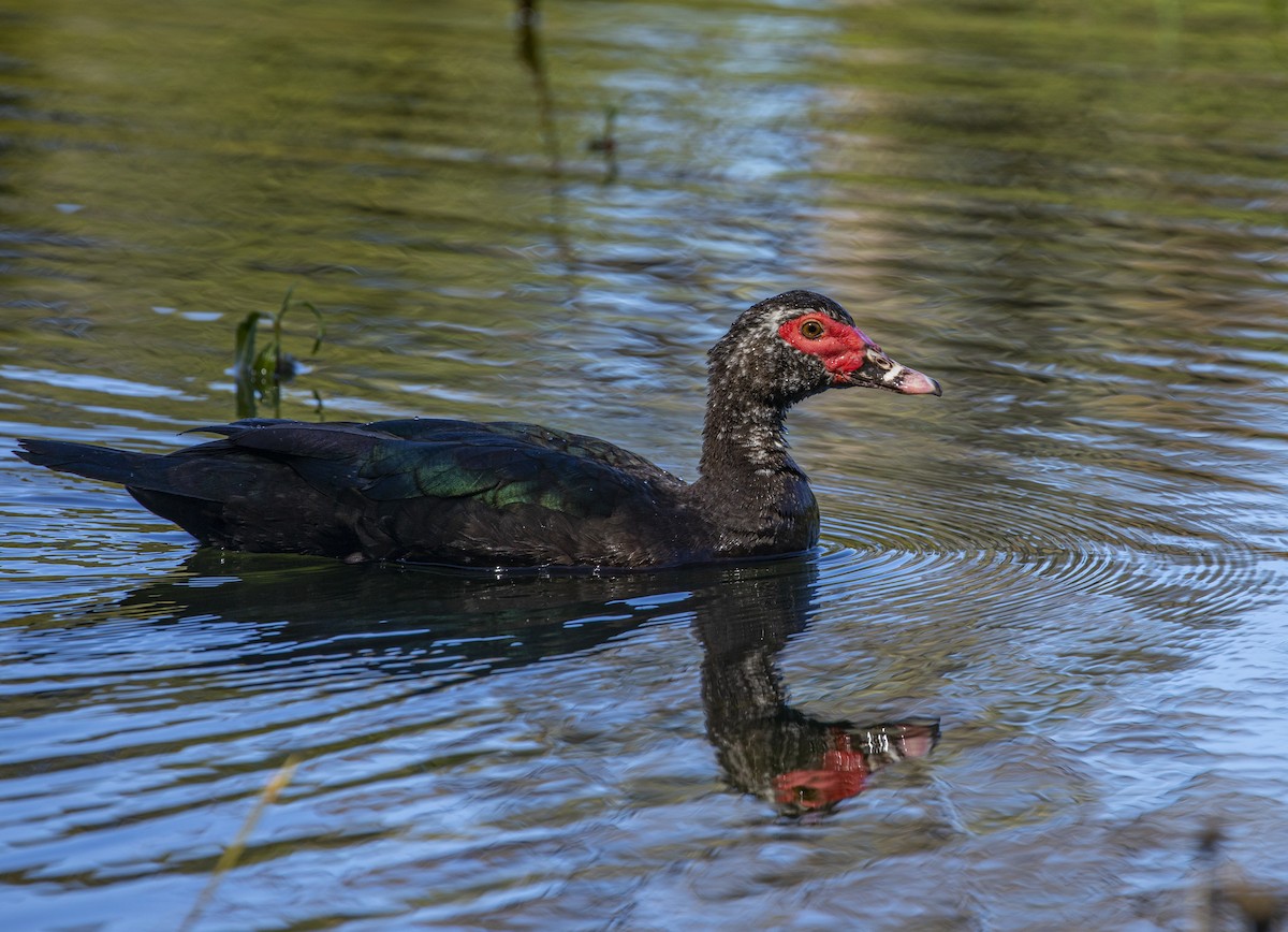 Muscovy Duck - ML401751411