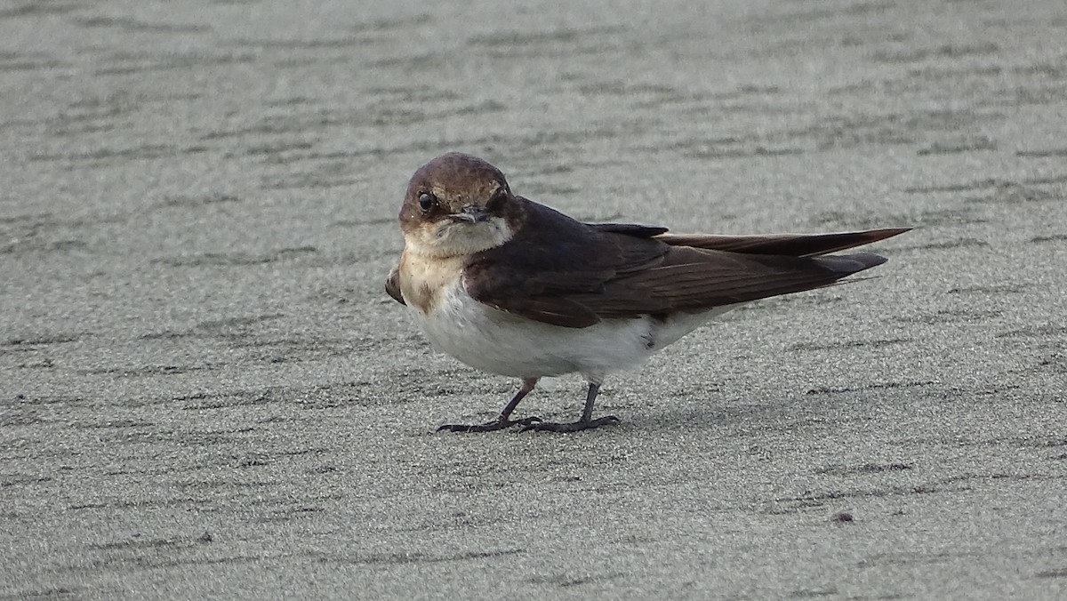 Barn Swallow - ML401751421