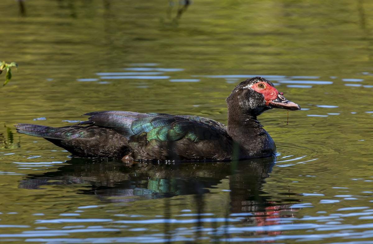 Muscovy Duck - ML401751501