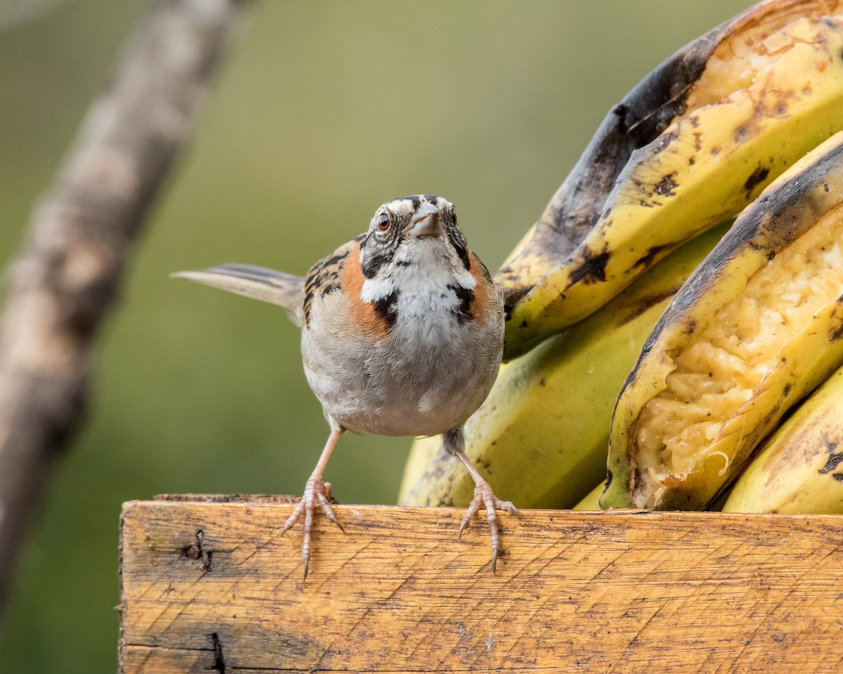 Rufous-collared Sparrow - ML40175171