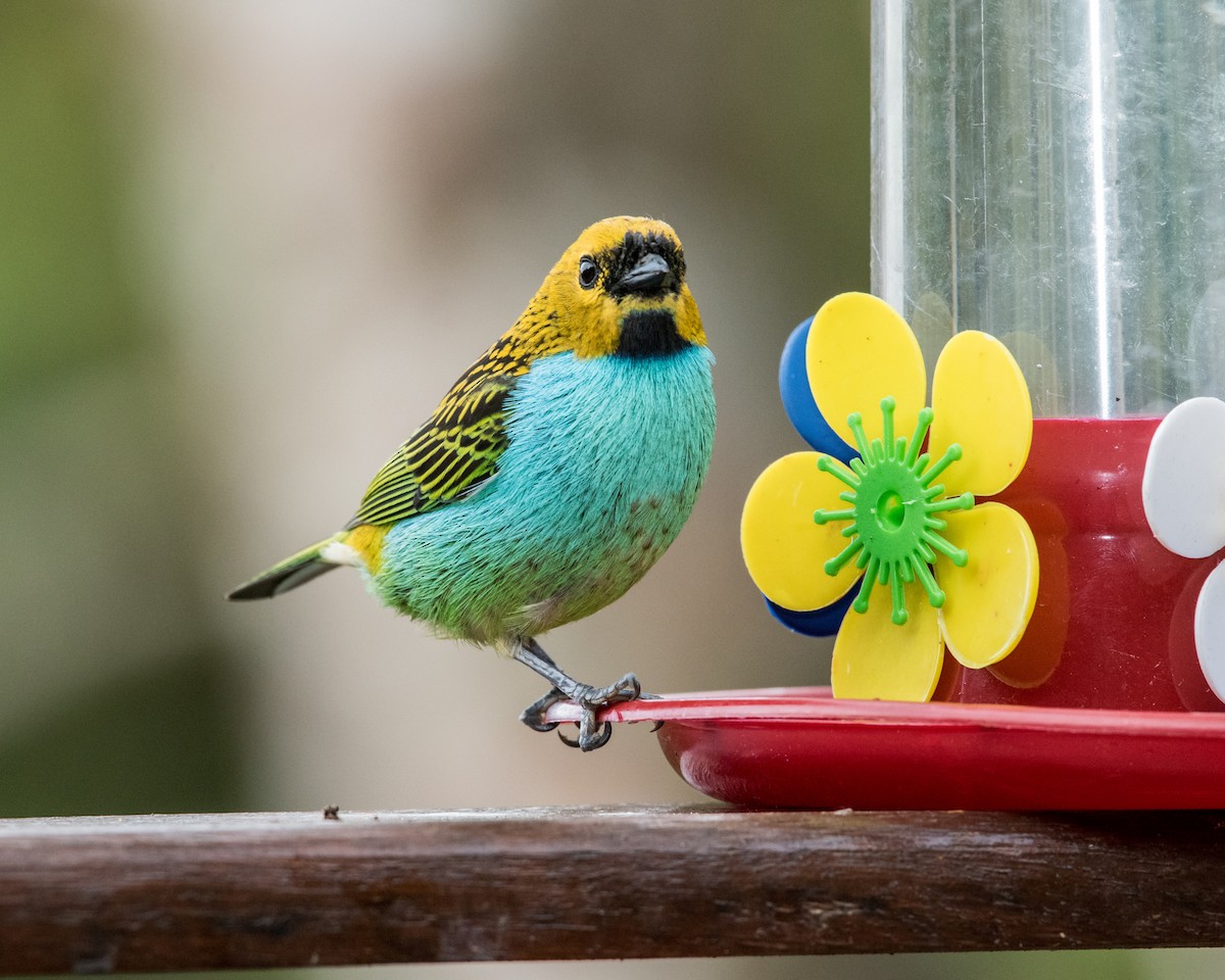 Gilt-edged Tanager - ML40175201