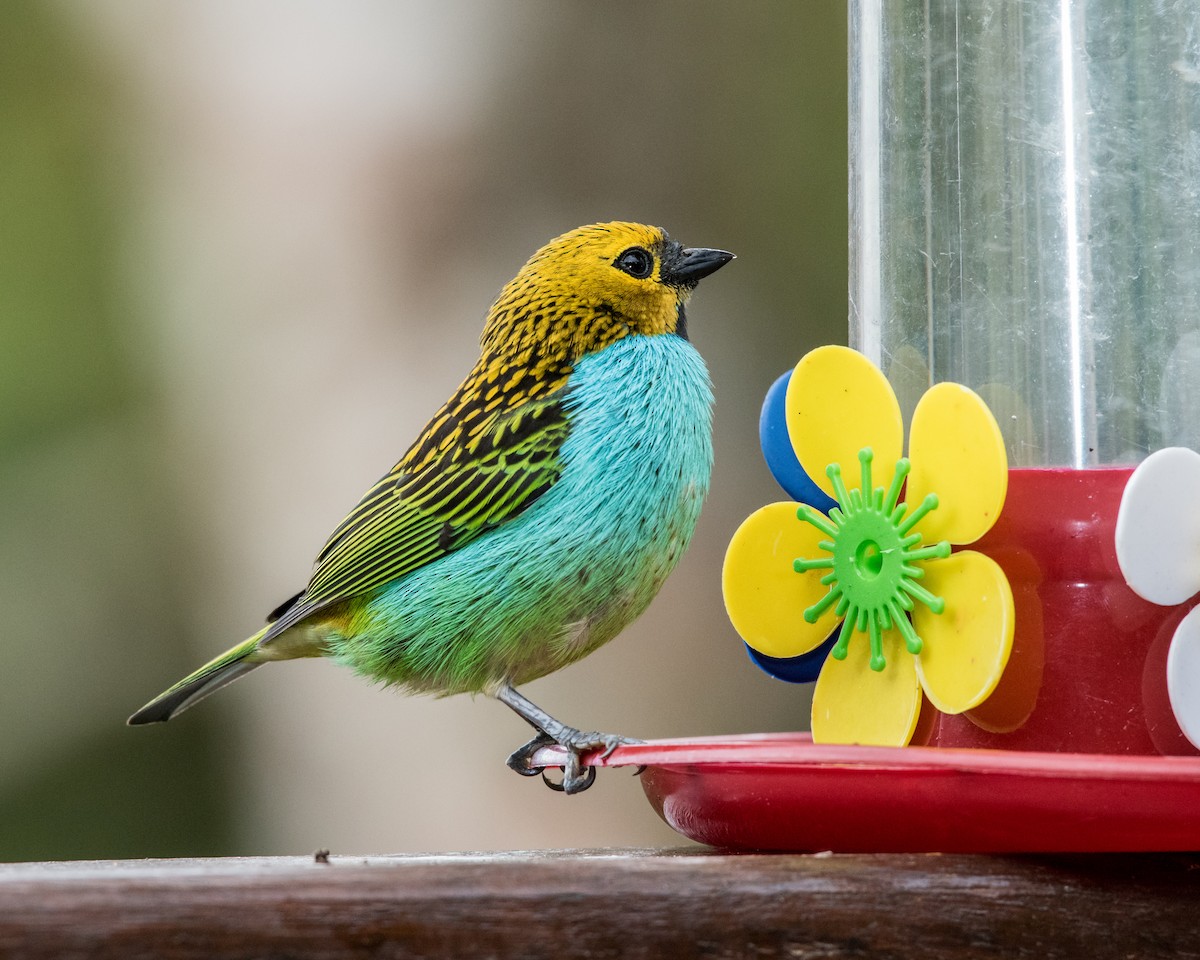 Gilt-edged Tanager - ML40175211