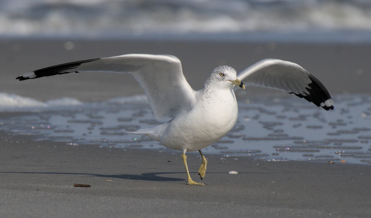 Ring-billed Gull - Carl Miller