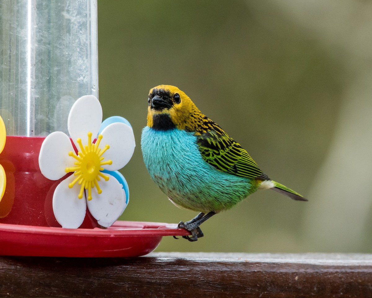 Gilt-edged Tanager - ML40175231