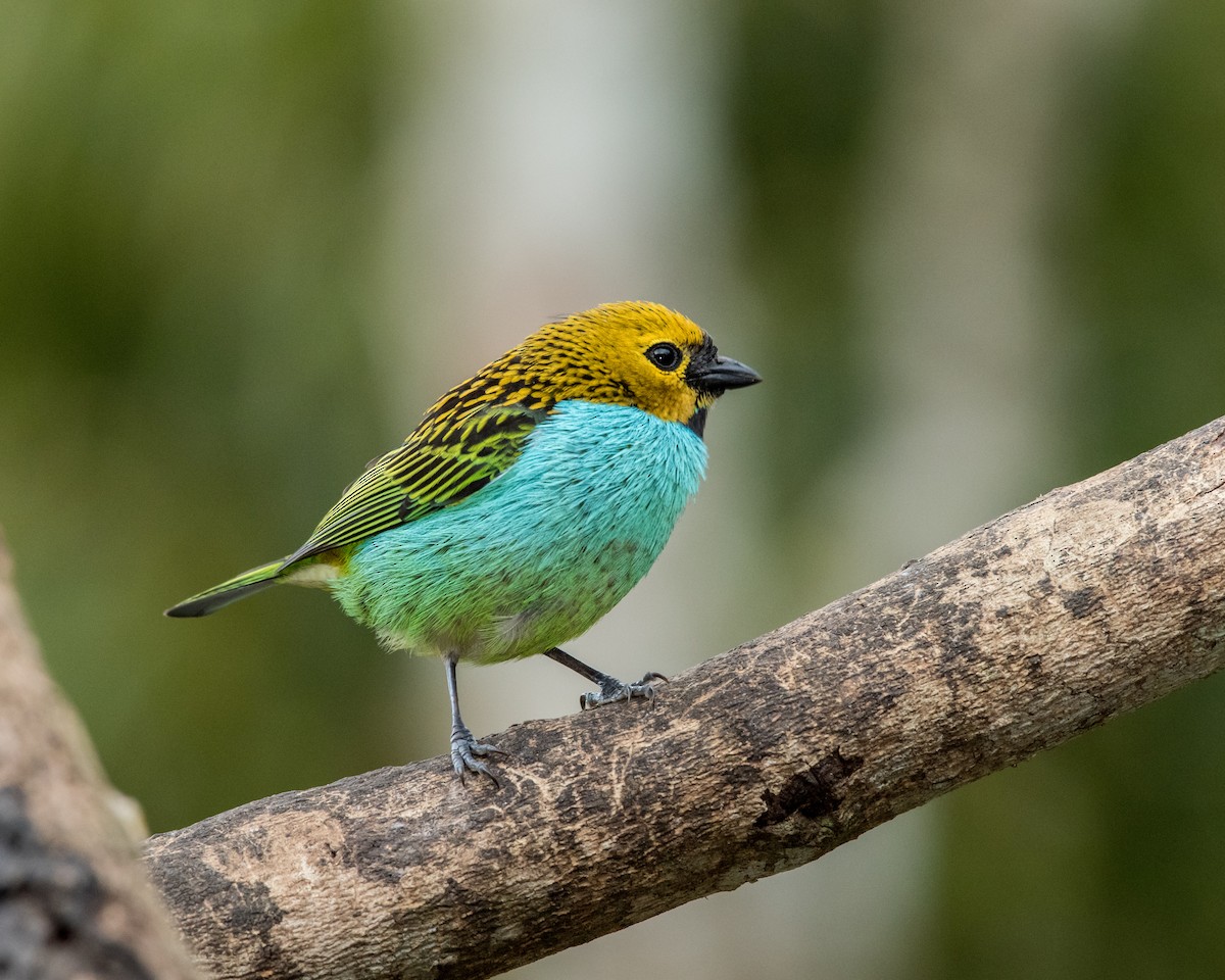 Gilt-edged Tanager - ML40175241