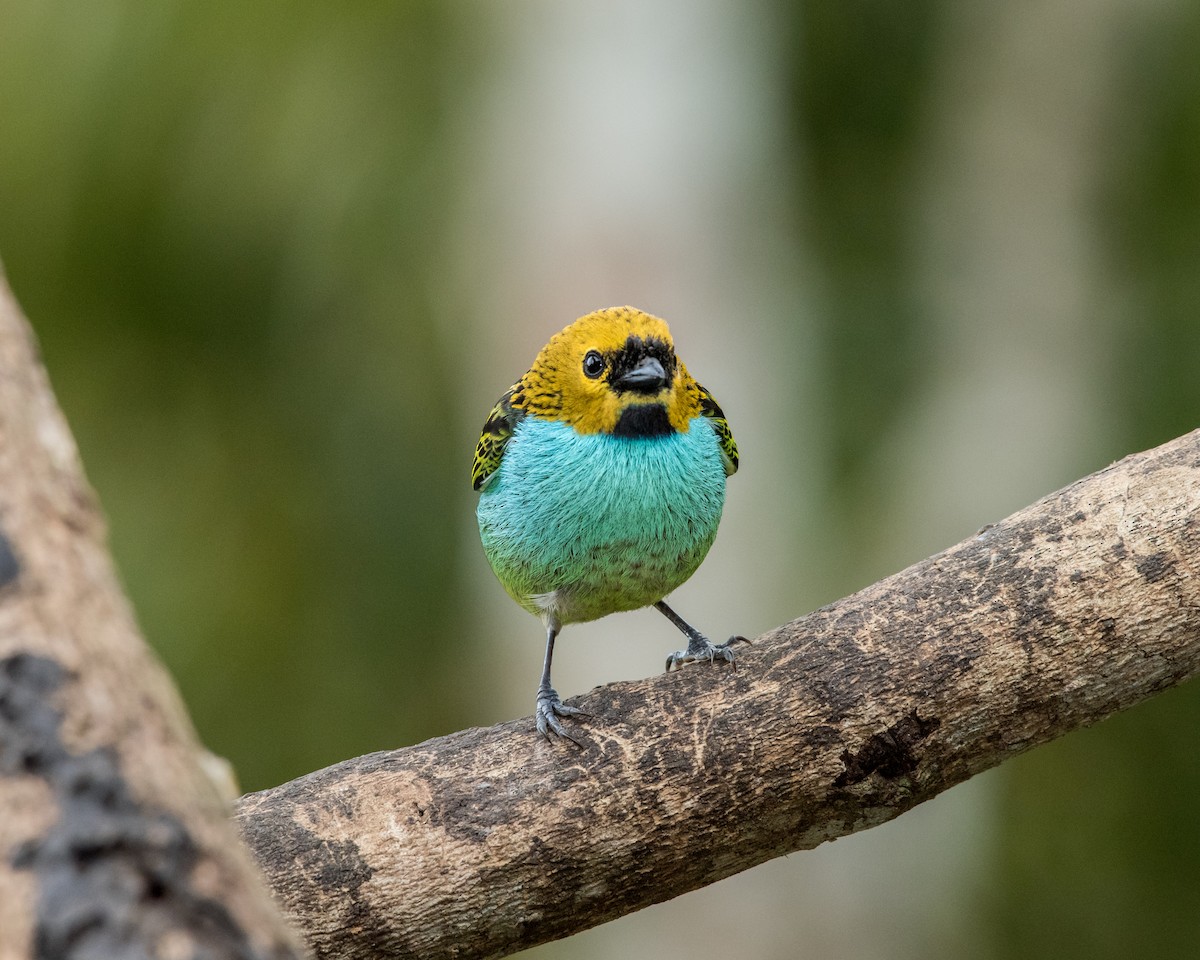 Gilt-edged Tanager - ML40175261