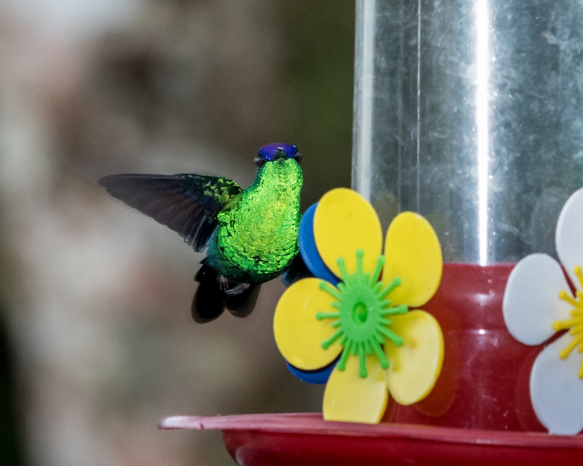 Violet-capped Woodnymph - ML40175321