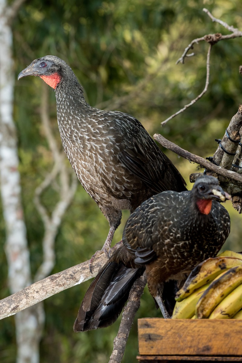 Dusky-legged Guan - ML40175341