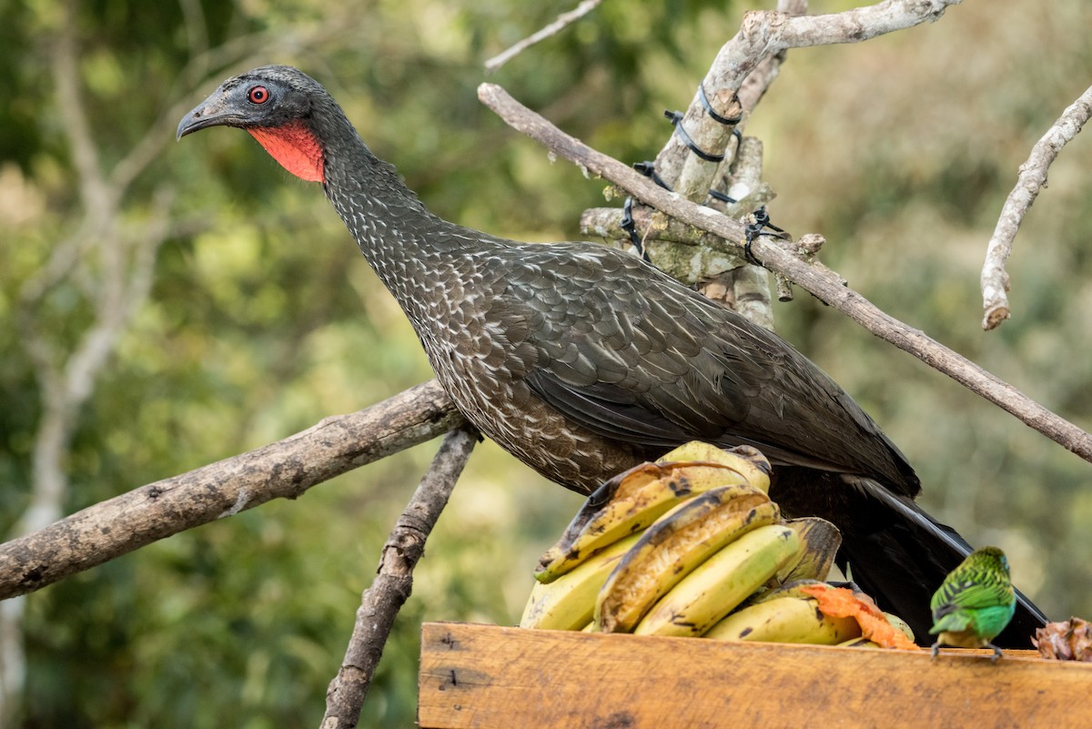 Dusky-legged Guan - ML40175351