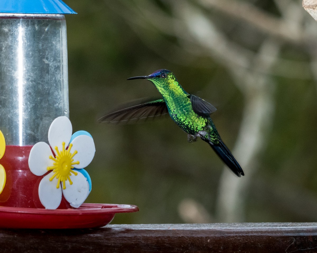 Violet-capped Woodnymph - Hank Davis