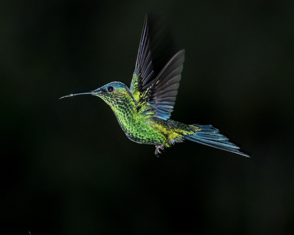 Violet-capped Woodnymph - ML40175381