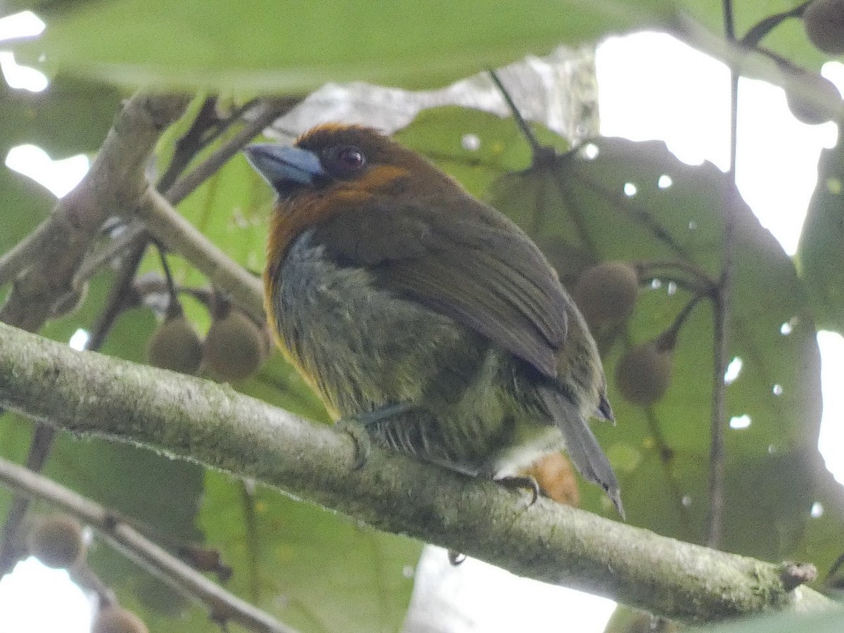 Prong-billed Barbet - ML401753821
