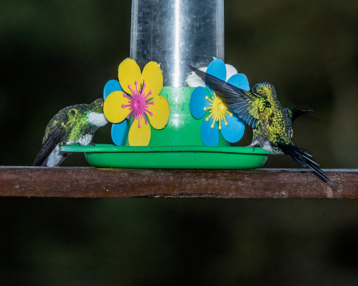 kolibřík fialovotemenný - ML40175391