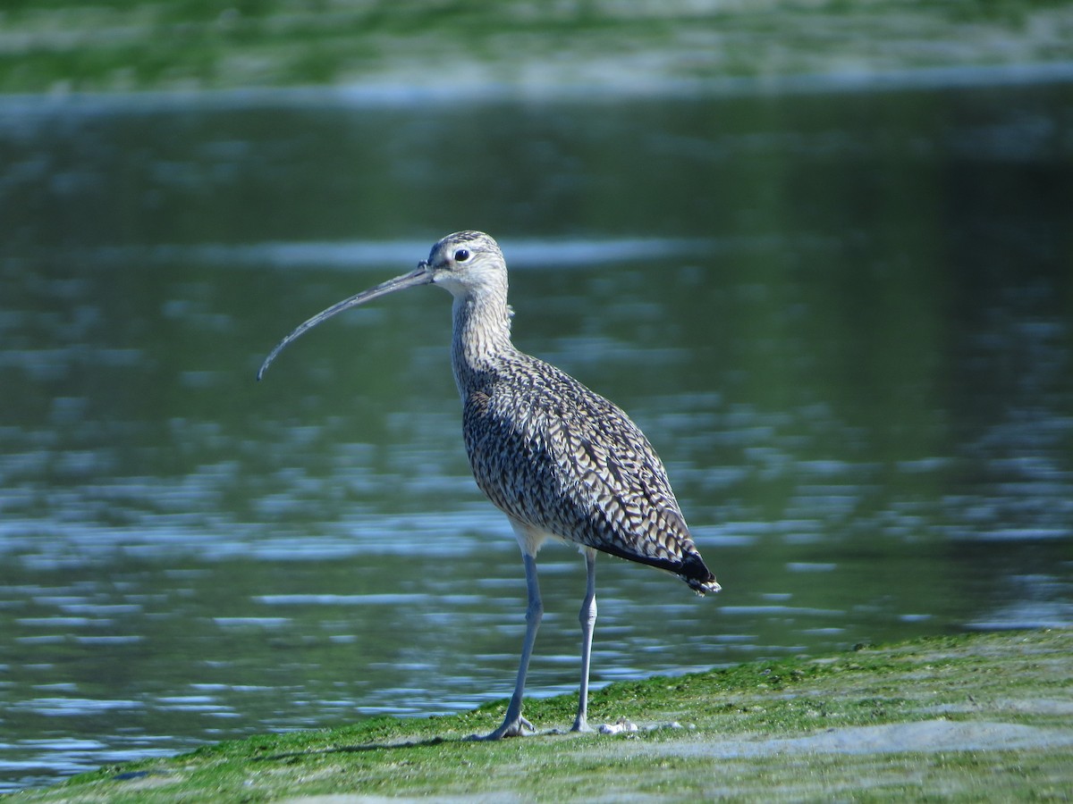 Long-billed Curlew - ML401754041