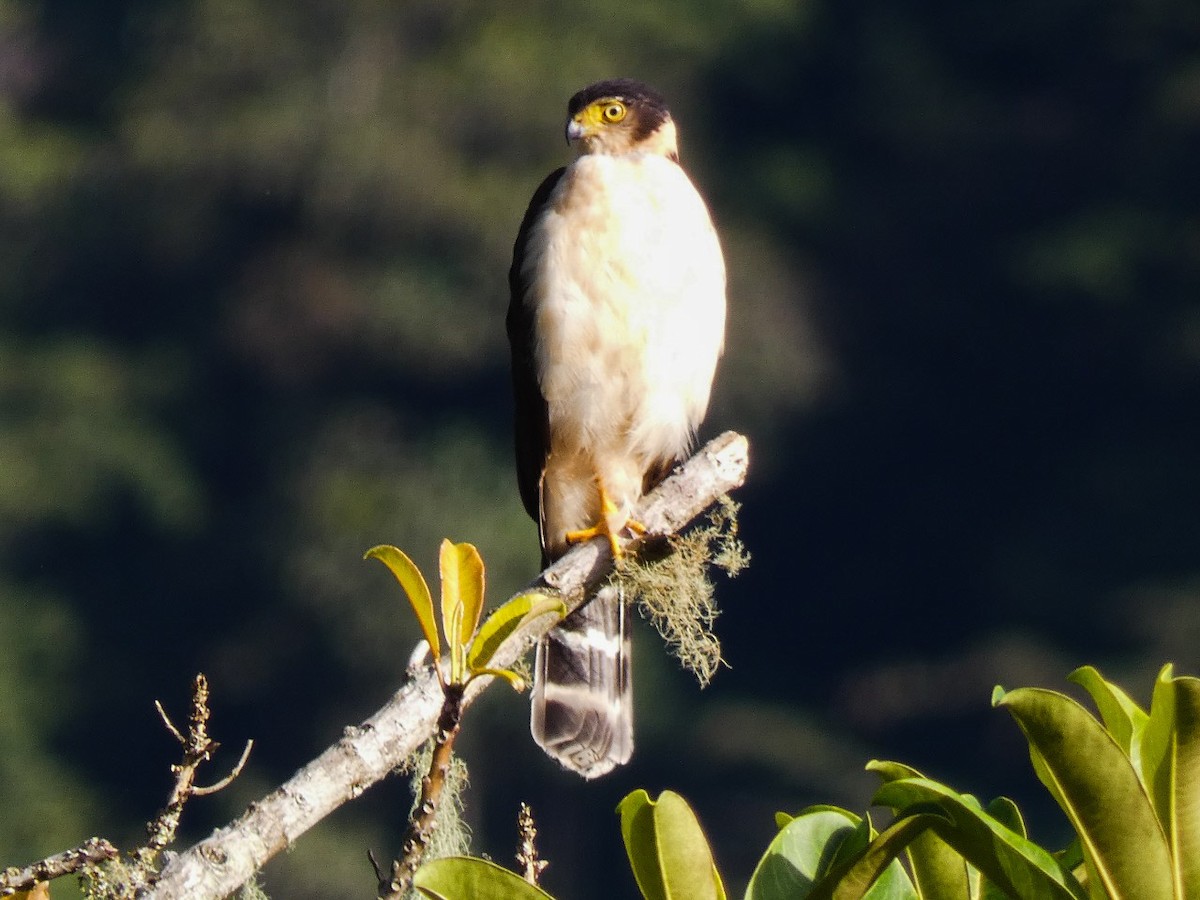 Bicolored Hawk - Jefferson Chacon Retana